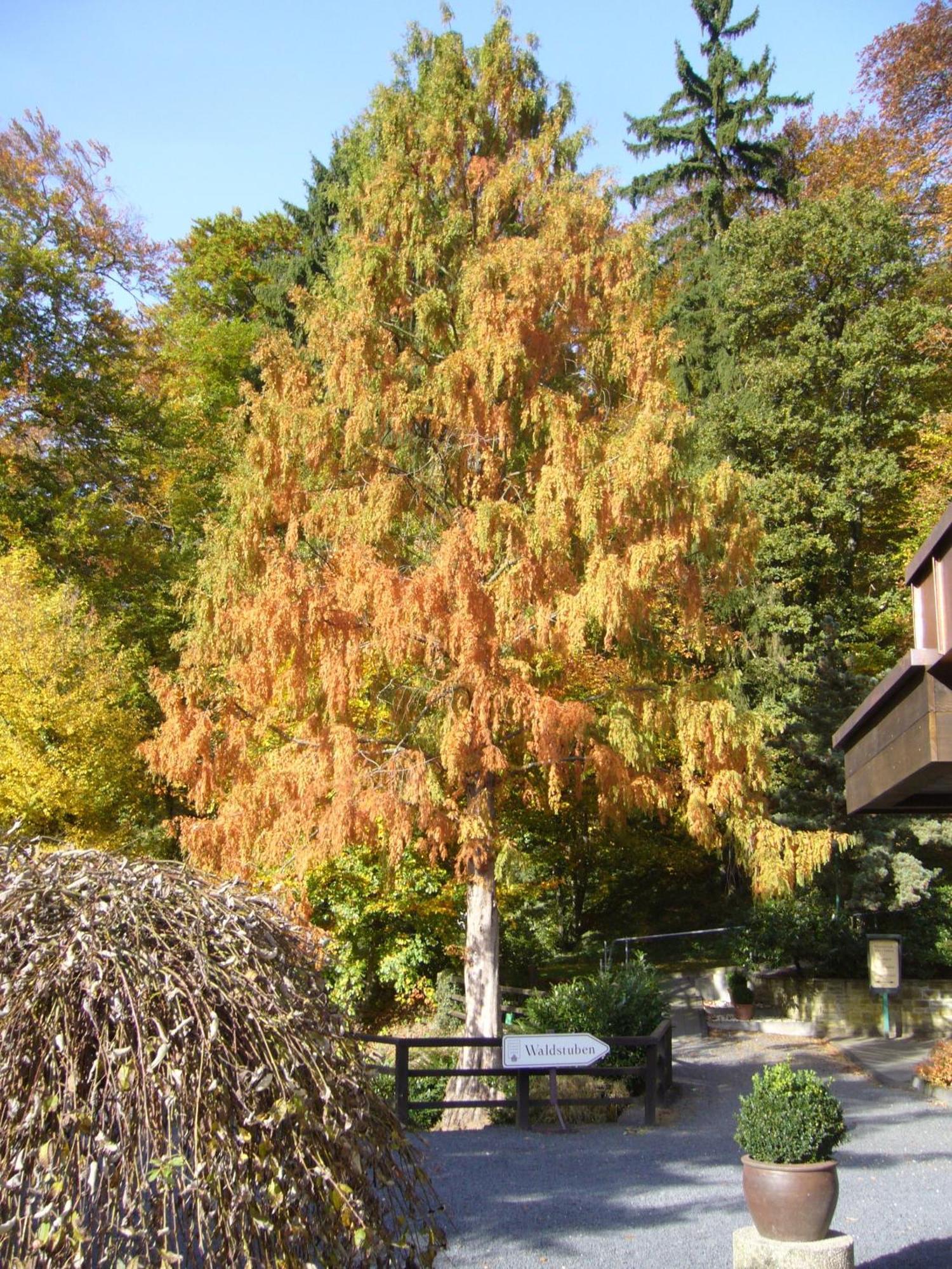 Romantik Waldhotel Mangold Bergisch Gladbach Luaran gambar